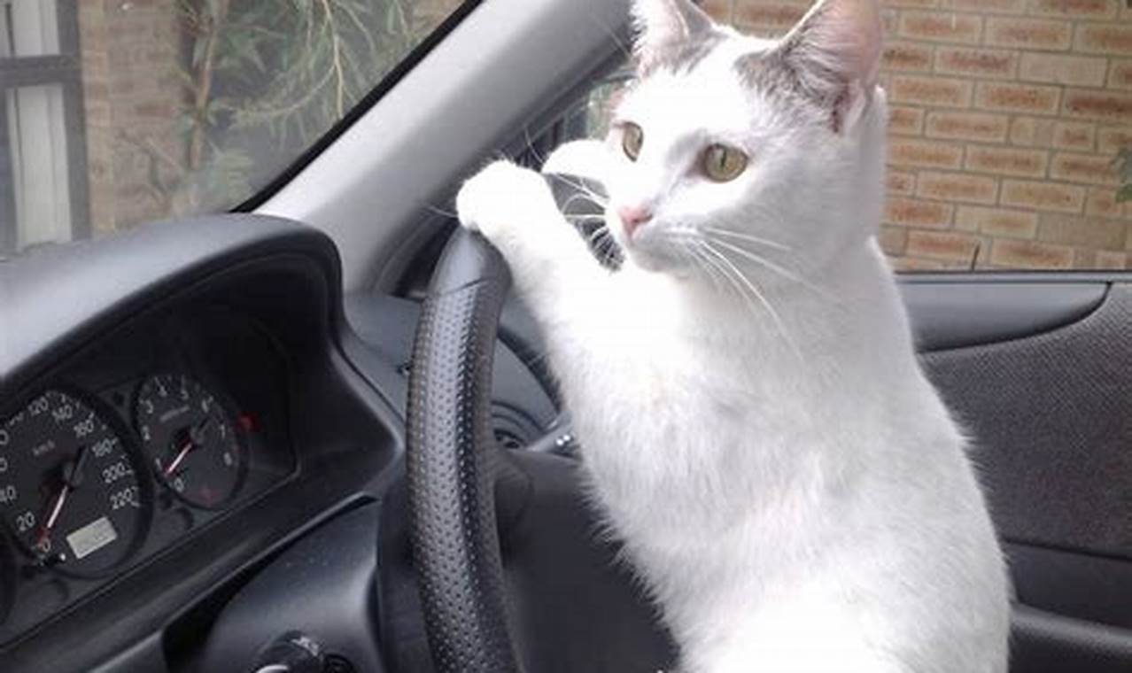 cat driving a car