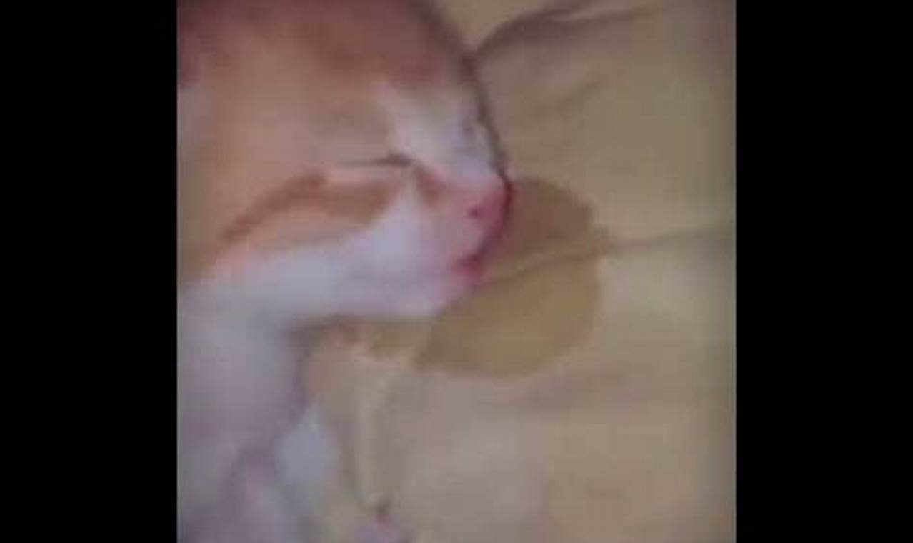 cat drools in sleep
