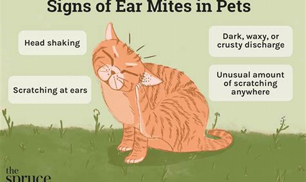 cat ear mite symptoms