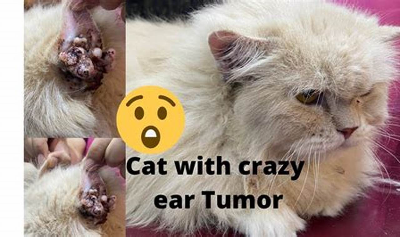 cat ear tumors pictures