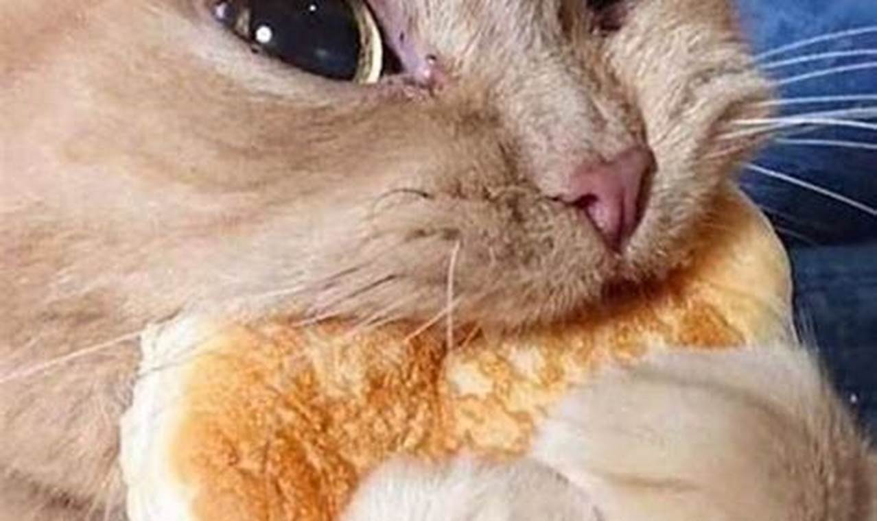 cat eating food meme