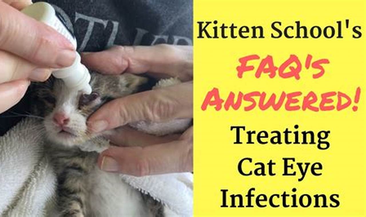 cat eye infections treatment