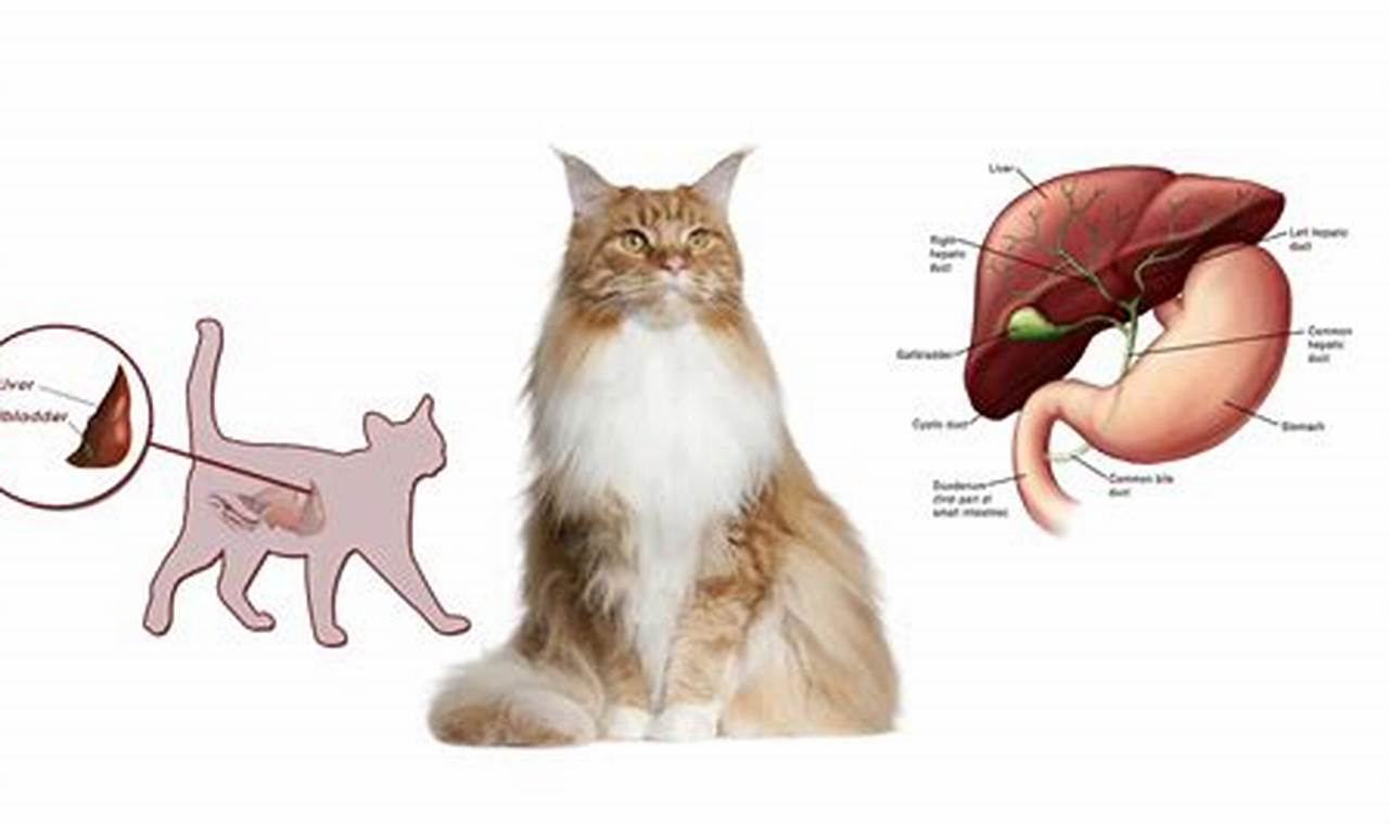 cat fatty liver disease