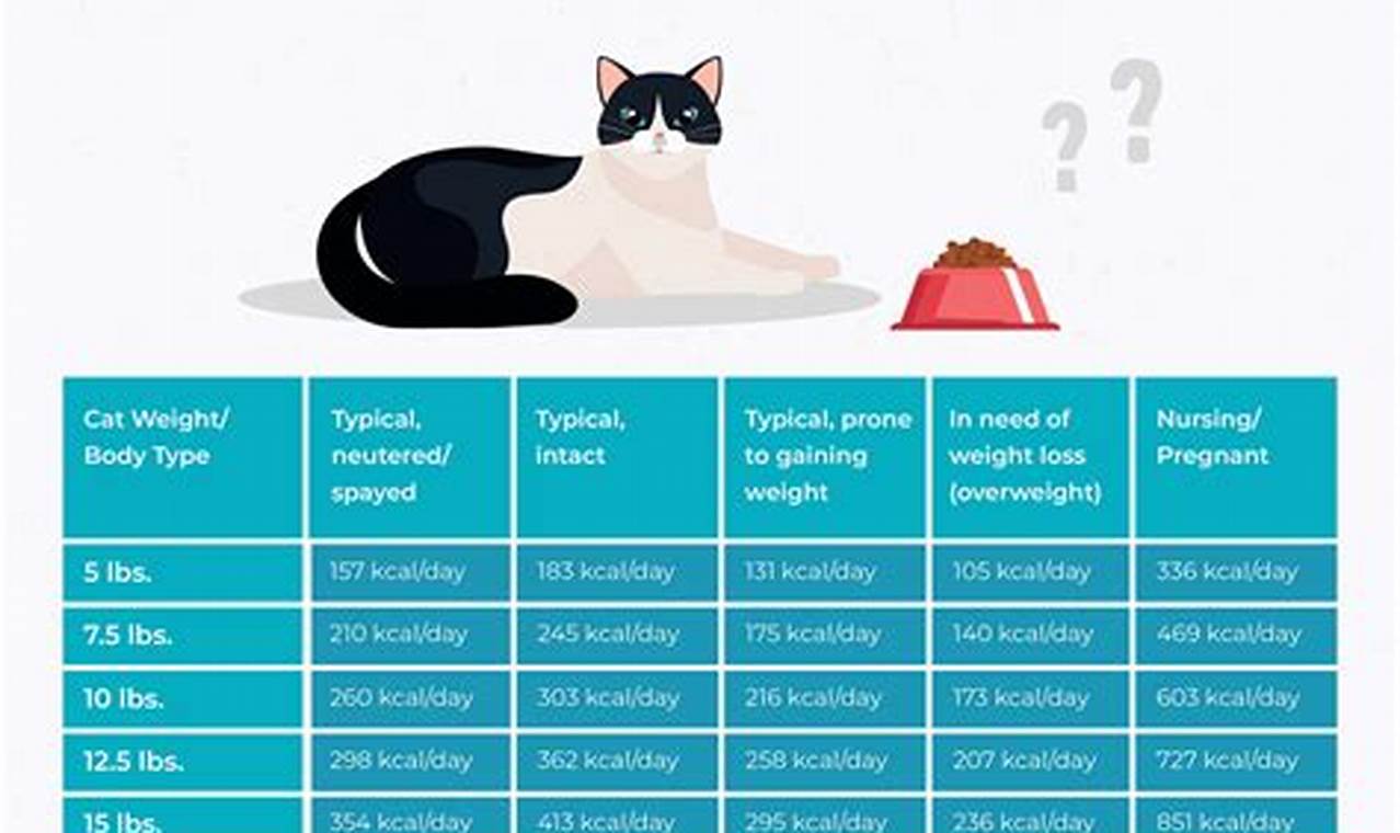 cat feeding guide by age