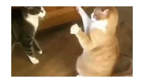 Outside Cat Fight GIF | GIFDB.com