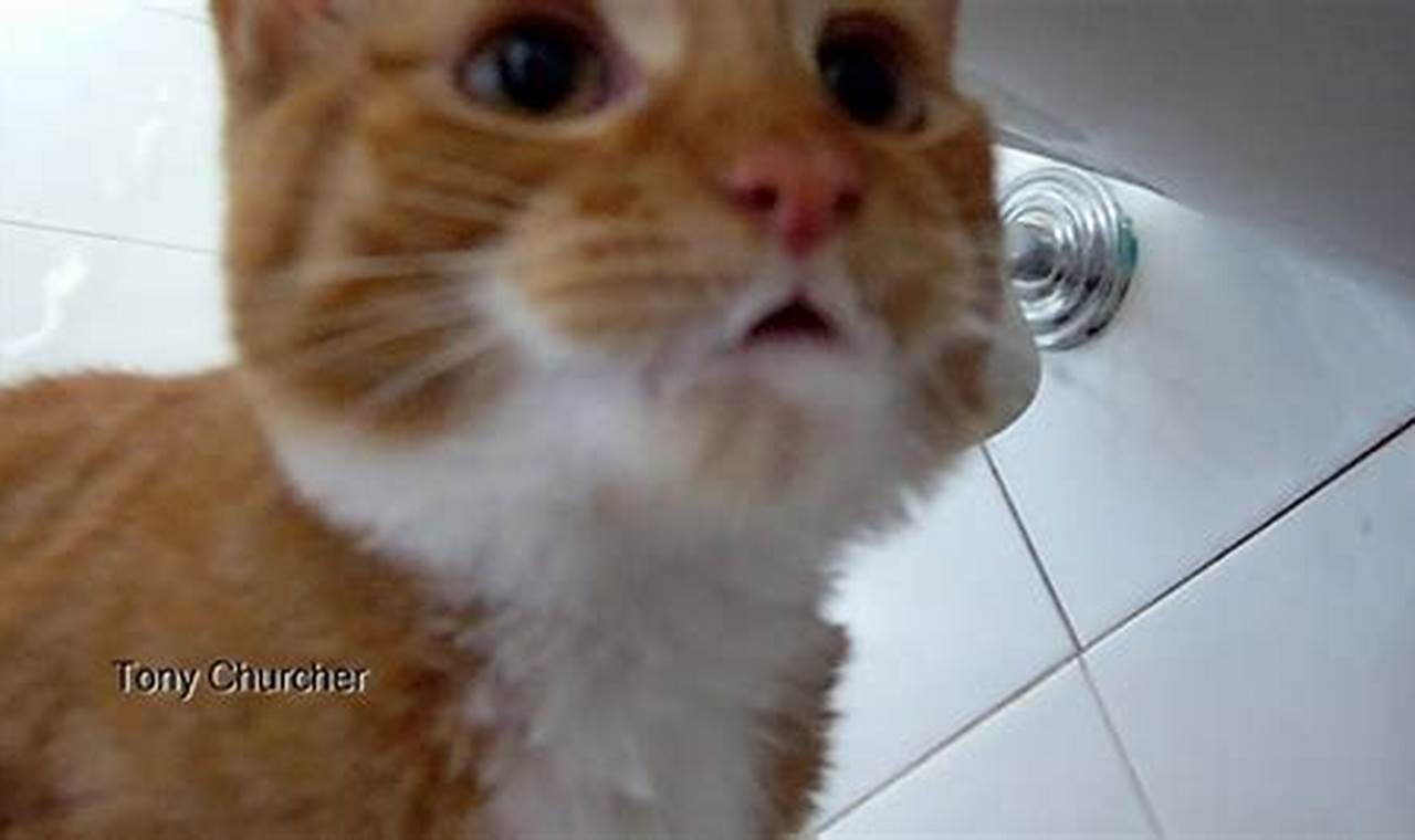 cat foaming at mouth dying