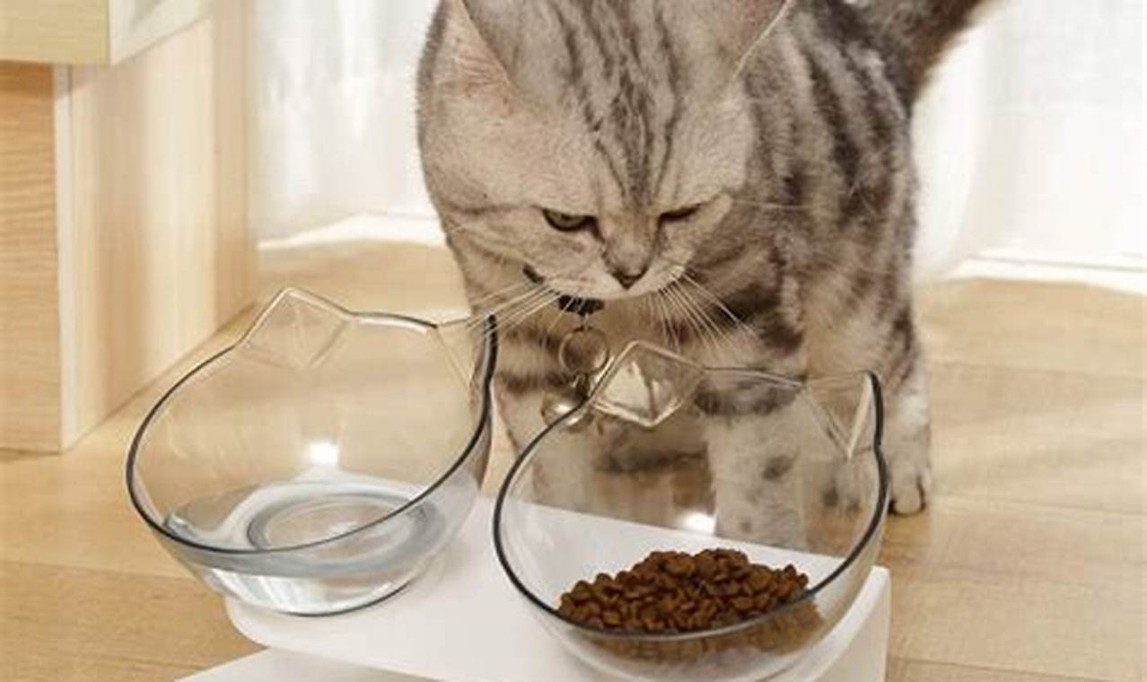 cat food and water bowl
