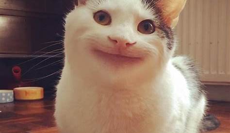 “Polite Cat” Part Funny Cat Faces, Funny Cats And Dogs, Cats And