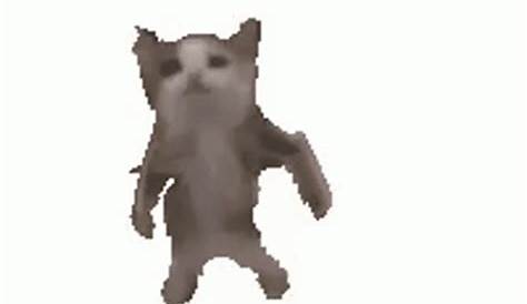 Cat Dancing GIF - Cat Dancing Gangnam Style - Discover & Share GIFs