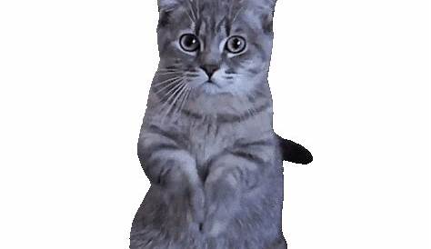 Free Cat Transparent Gif, Download Free Cat Transparent Gif png images