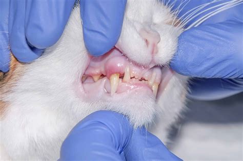 The 5 Best Cat Toothpaste for Gingivitis + Buying Guide Safest Pets