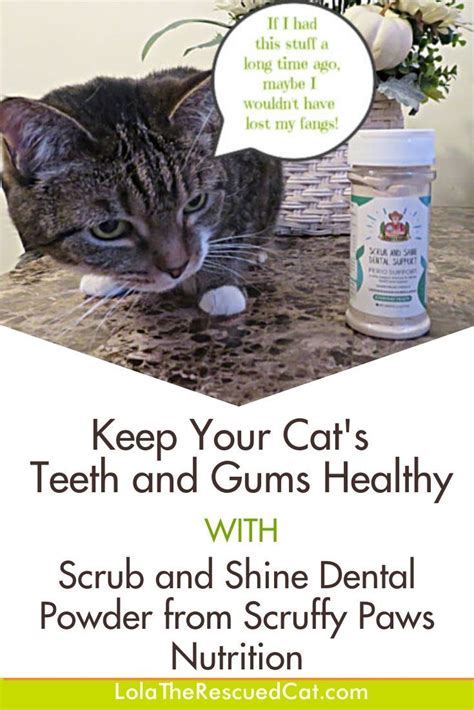 Mouth and Gum Sore Relief Cat Spritz Classical Homeopathic Counseling