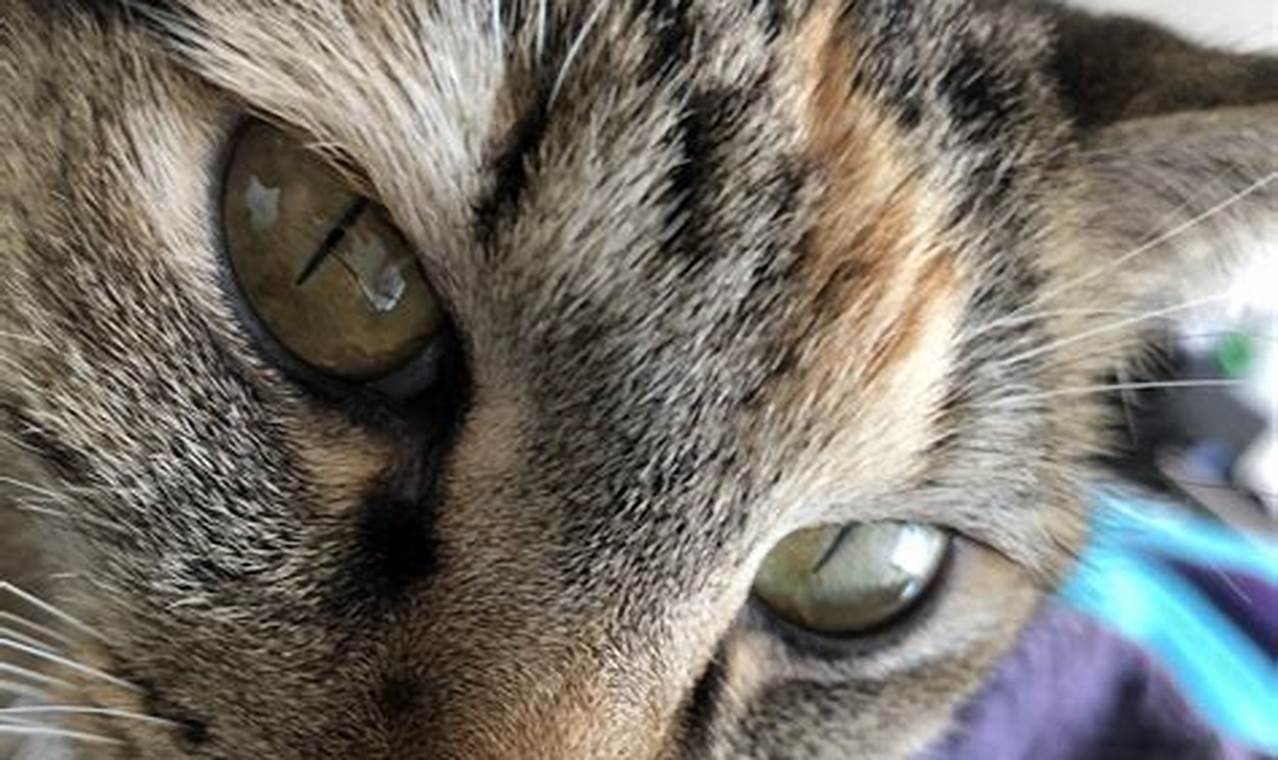 cat hair in eye