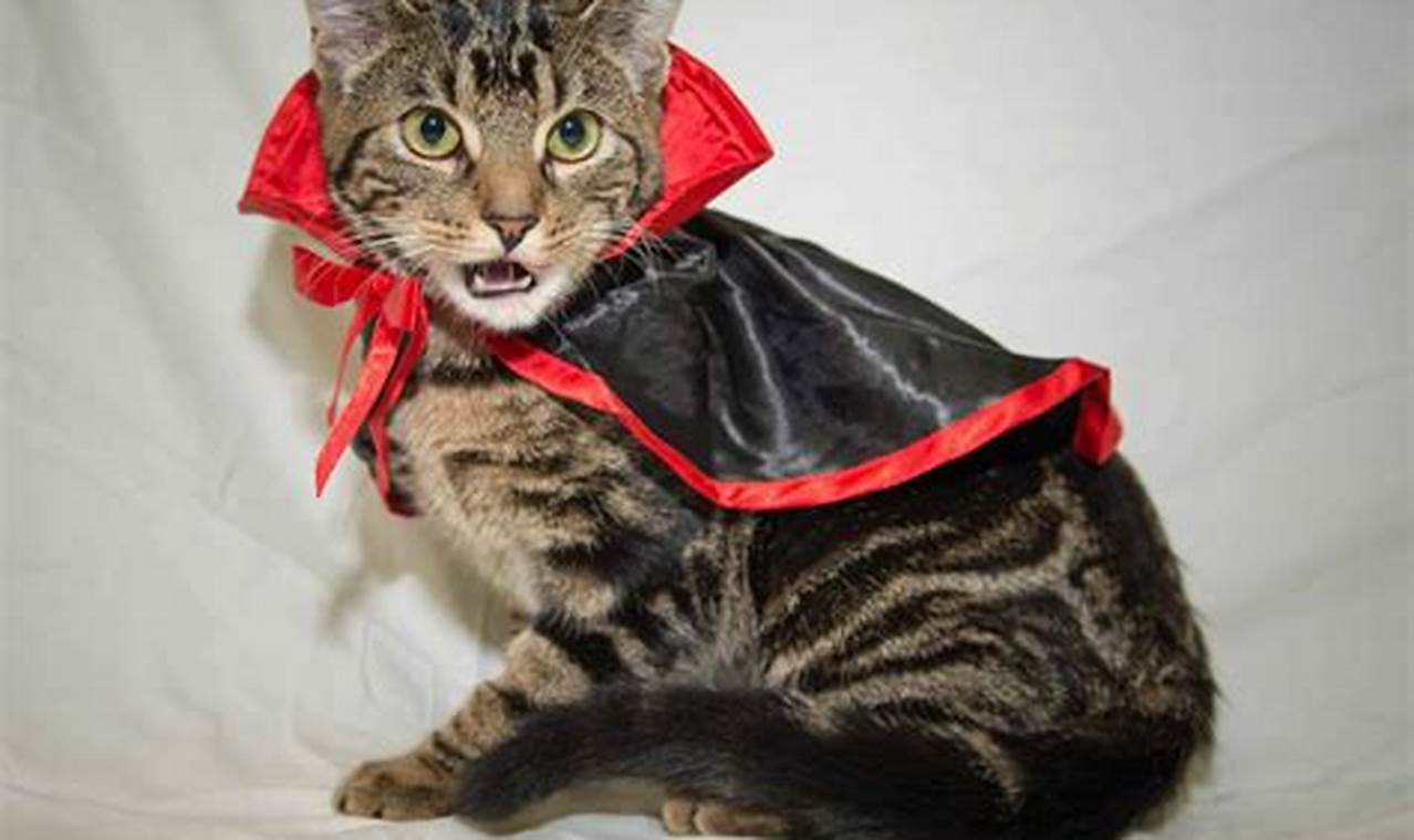 cat halloween costumes for cats