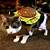 cat hamburger costume