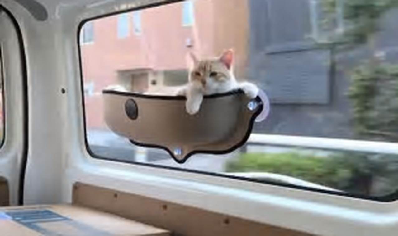 cat hammock for car