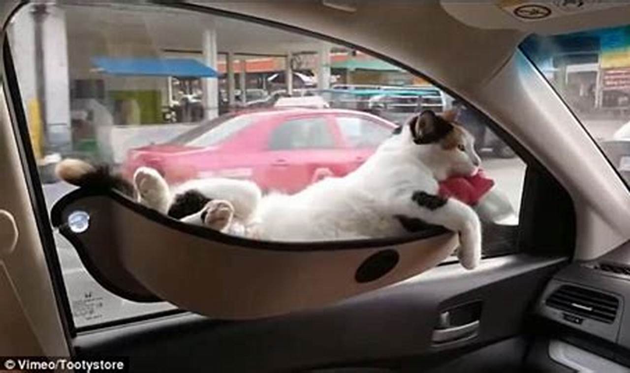 cat hammock in car