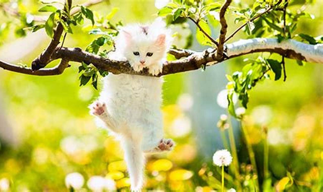 cat hanging from tree