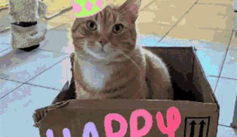 Happy Birthday cat gif – free download, tap to send ecard