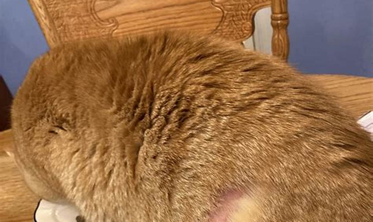 cat has bald spots