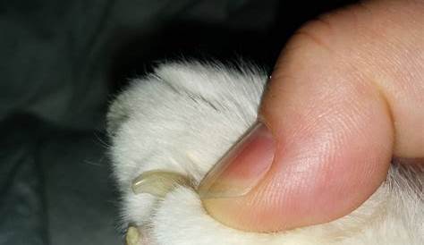 the paw of a cat that is being held in someone's hand with it's claws