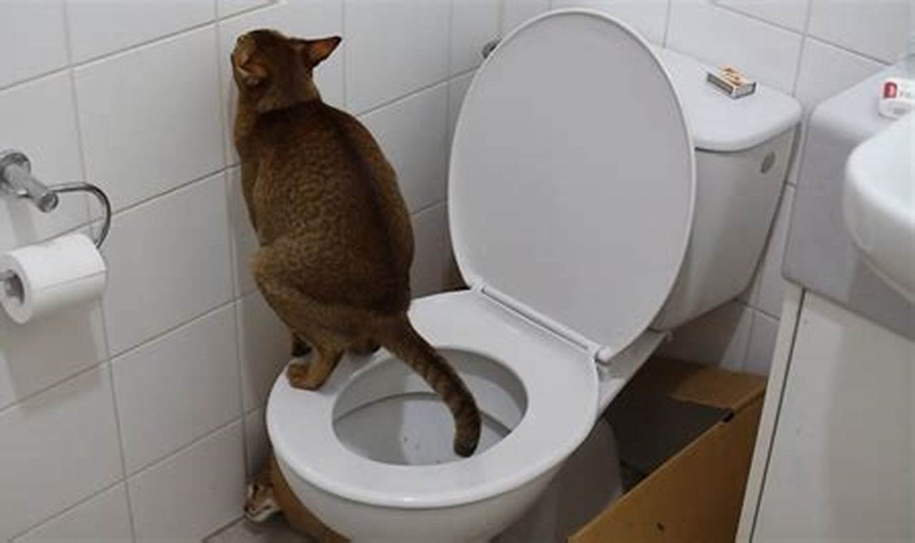 cat having trouble pooping