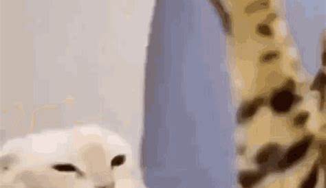 Cat Hitting GIF - Find & Share on GIPHY