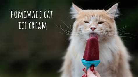 Cat Ice Cream Screaming Bonito Pet Winery