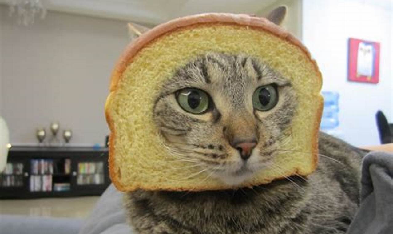 cat in bread meme