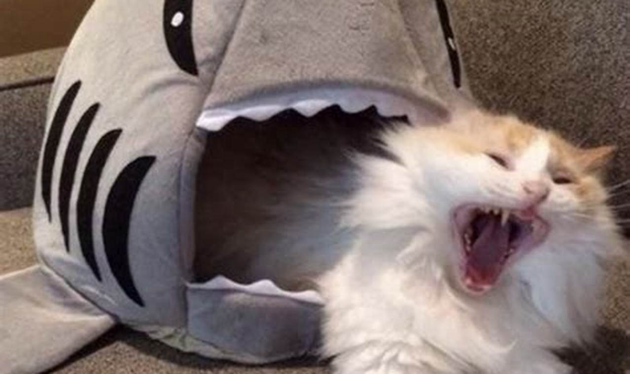 cat in shark bed