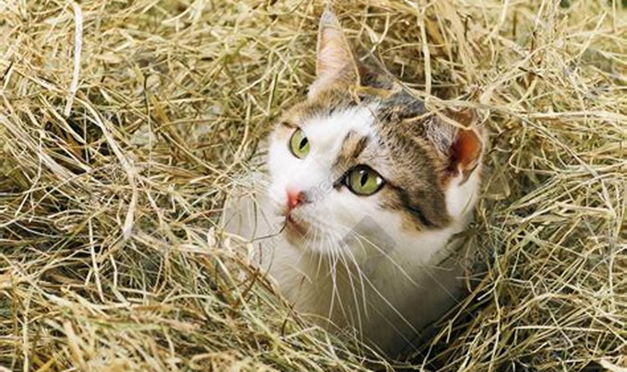 cat in the hay