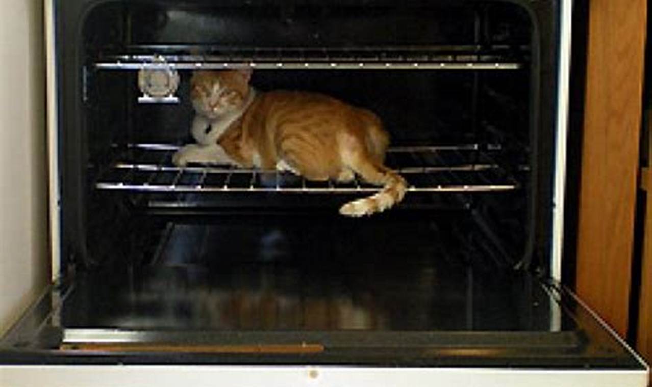 cat in the oven