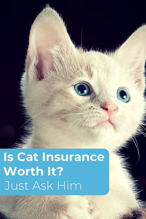 Chart Cat Insurance Options Cat insurance, Pet insurance, Dog insurance