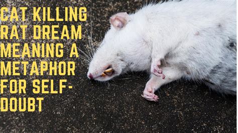 Rat Dream Meaning & Interpretation The Symbolism