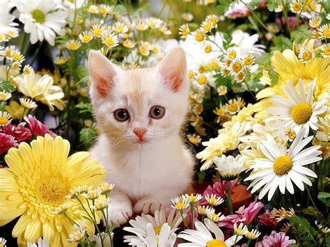Cute Cat Pictures with Flowers 1800Flowers Petal Talk