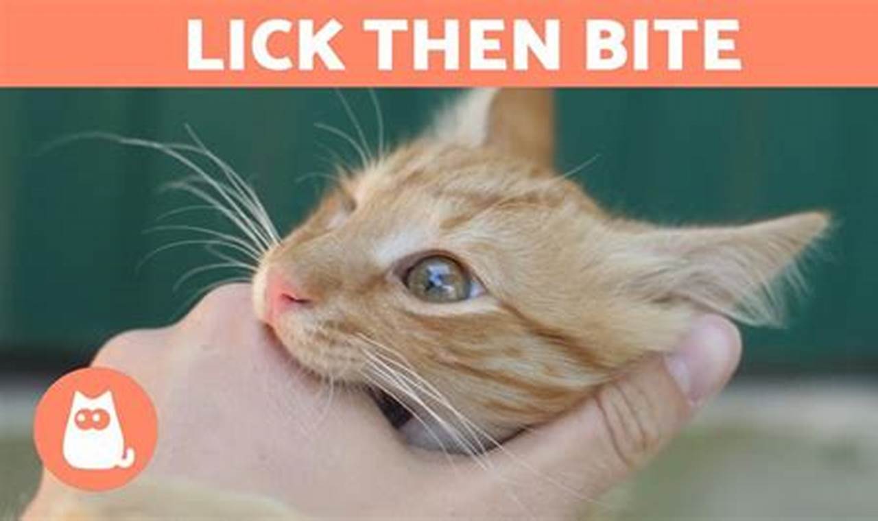 cat licks and bites me