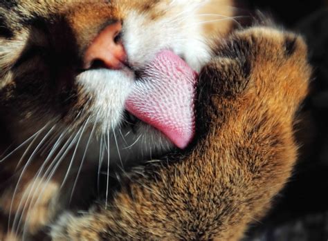 Why Do Cats Like Earwax Captions Hunter