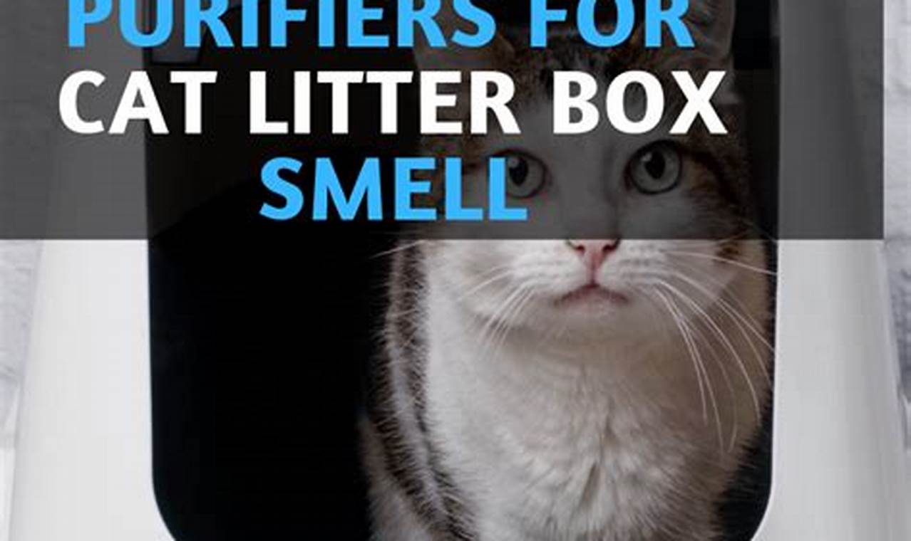 cat litter that doesn t smell