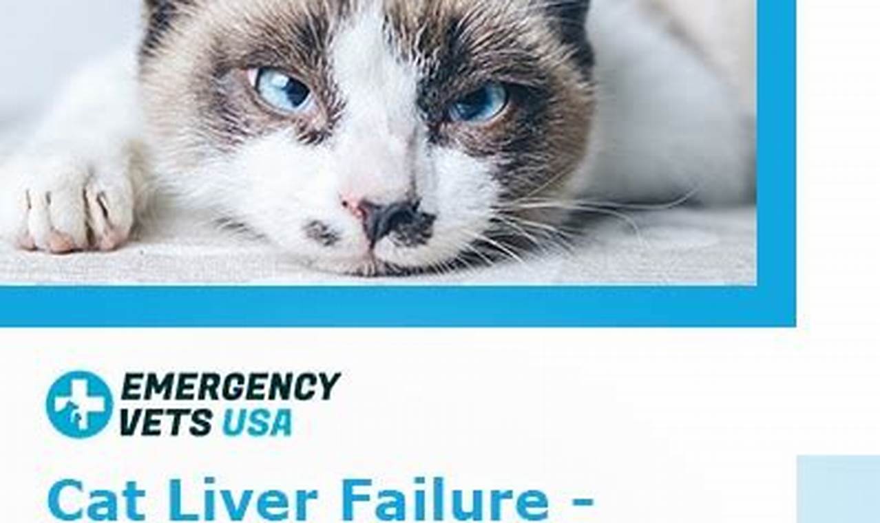cat liver failure when to euthanize