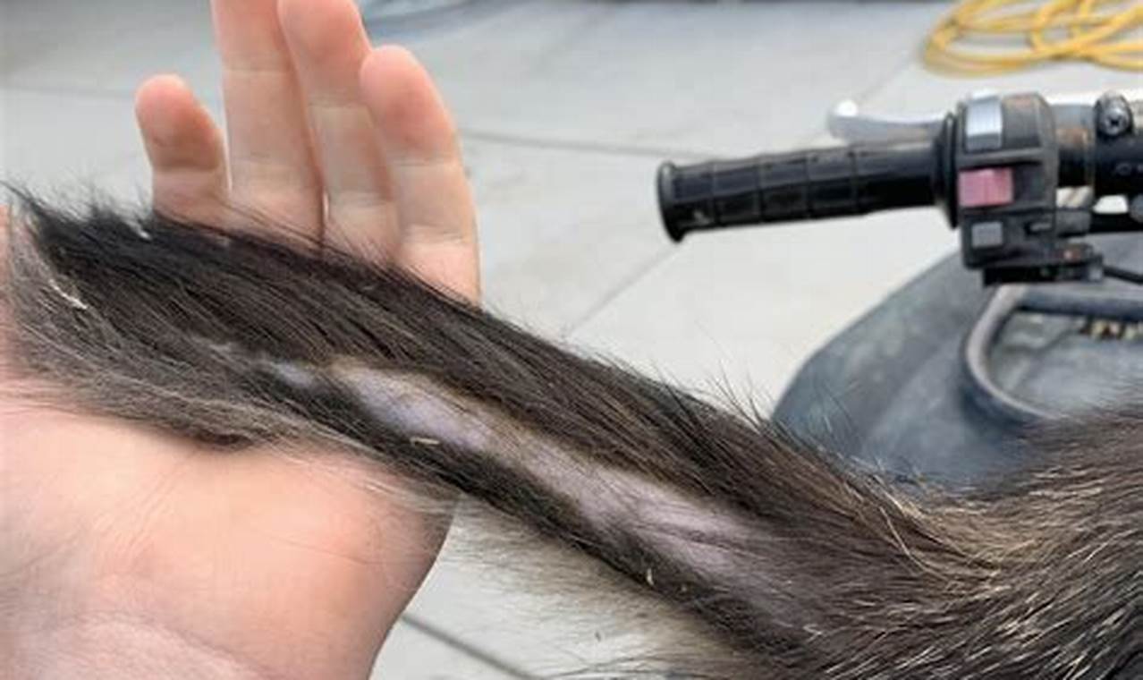 cat losing hair at base of tail