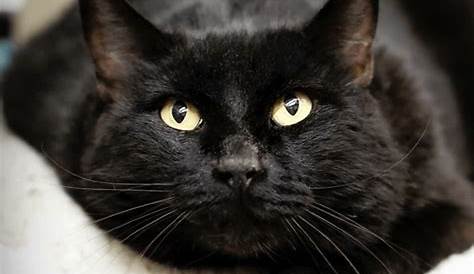 Black Cat Magic: Cat Memes | Funny cats, Funny animals, Cats