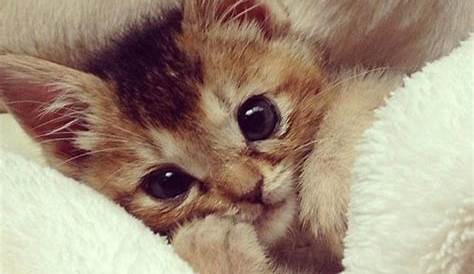 20 Cute Cat Memes to Put You in a Good Mood - SayingImages.com