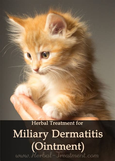 A Home Remedy for Military Dermatitis in Cats Cat