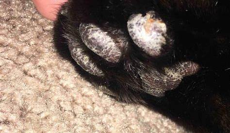 Swollen Paw Issues. | Page 5 | TheCatSite