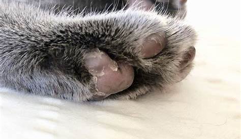 Cat Pad Paw Irritations: Causes & Remedies | PrettyLitter