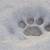 cat paw prints in snow