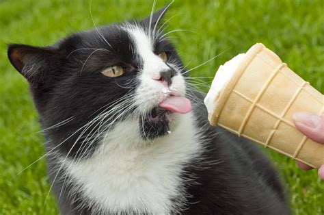 89 best images about Cats 'n Ice Cream... on Pinterest Cats, Posts