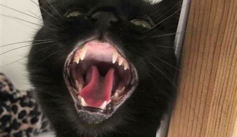 Cat Screaming - Imgflip