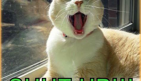 SHUT UP! | Cat quotes funny, Animals funny cats, Funny animal images