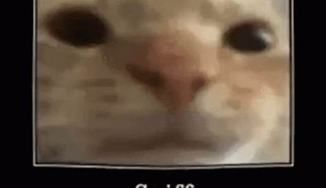 แมว ดม ได้กลิ่น GIF - Cat Sniff Sniffing - Discover & Share GIFs